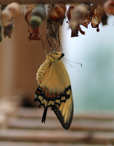 Výstava exotických motýlů