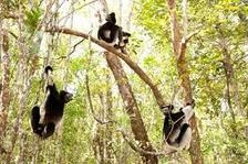 Madagaskar: Království lemurů 3D 3D