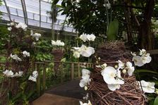Výstava orchidejí ve stylu karnevalu Rio de Janeiro