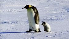 Kino Klub Zahrada: Putování tučňáků