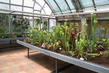Výstava masožravých rostlin