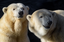 Mezinárodní den ledních medvědů v Zoo Praha