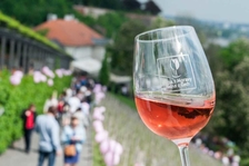 Svátek růžových vín 2018