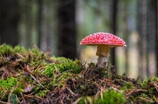 Poznávání podzimních hub – Zamykání lesa na Zelené hoře