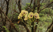 Výstava orchidejí - Miniatury a giganti Ekvádoru - Botanická zahrada Praha Troja