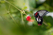 Návštěvníci Botanické zahrady se mohou těšit i na přehlídku Motýli - jedovatá krása
