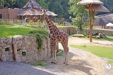 Večerní zoo - Zoo Jihlava