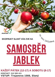 Samosběr jablek ve Slaném