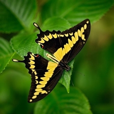 Fotografický workshop: Motýli ve skleníku Fata Morgana