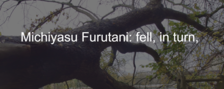Michiyasu Furutani: fell, in turn - Studio Alta