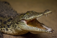 Jak se krotí krokodýli v Zoo Dvorec