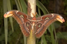 Motýli 2014 s Pražskou plynárenskou, a. s. v Botanické zahradě Praha - Troja