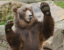 Medvědí rekord v Zoo Děčín