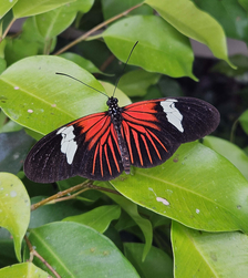Kousek exotiky v centru Liberce: Papilonia – motýlí dům 