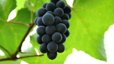 Degustavce vín - Souboj Gruzie a Moravy 2014