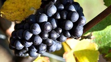 Lidé mohou ochutnat až tři sta moravských vín od třiceti vinařů na Festivalu otevřených sklepů