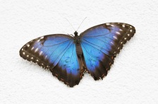 Motýlí dům v areálu Diana v Karlových Varech