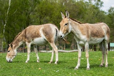 Safari v Zoo Ostrava je opět v provozu