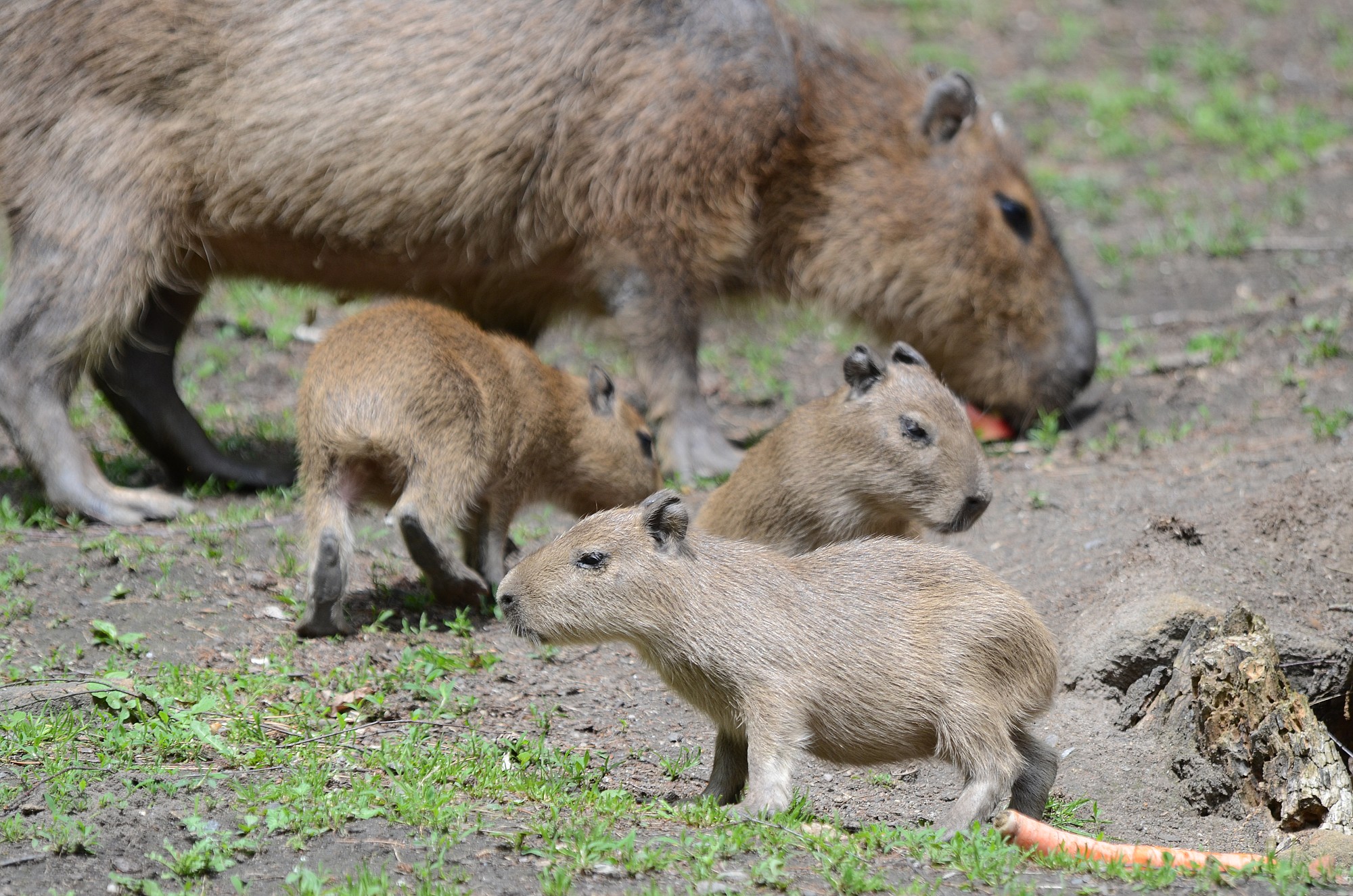 Trojnásobná radost v děčínské zoo: Máme trojčata kapybar vodních ...