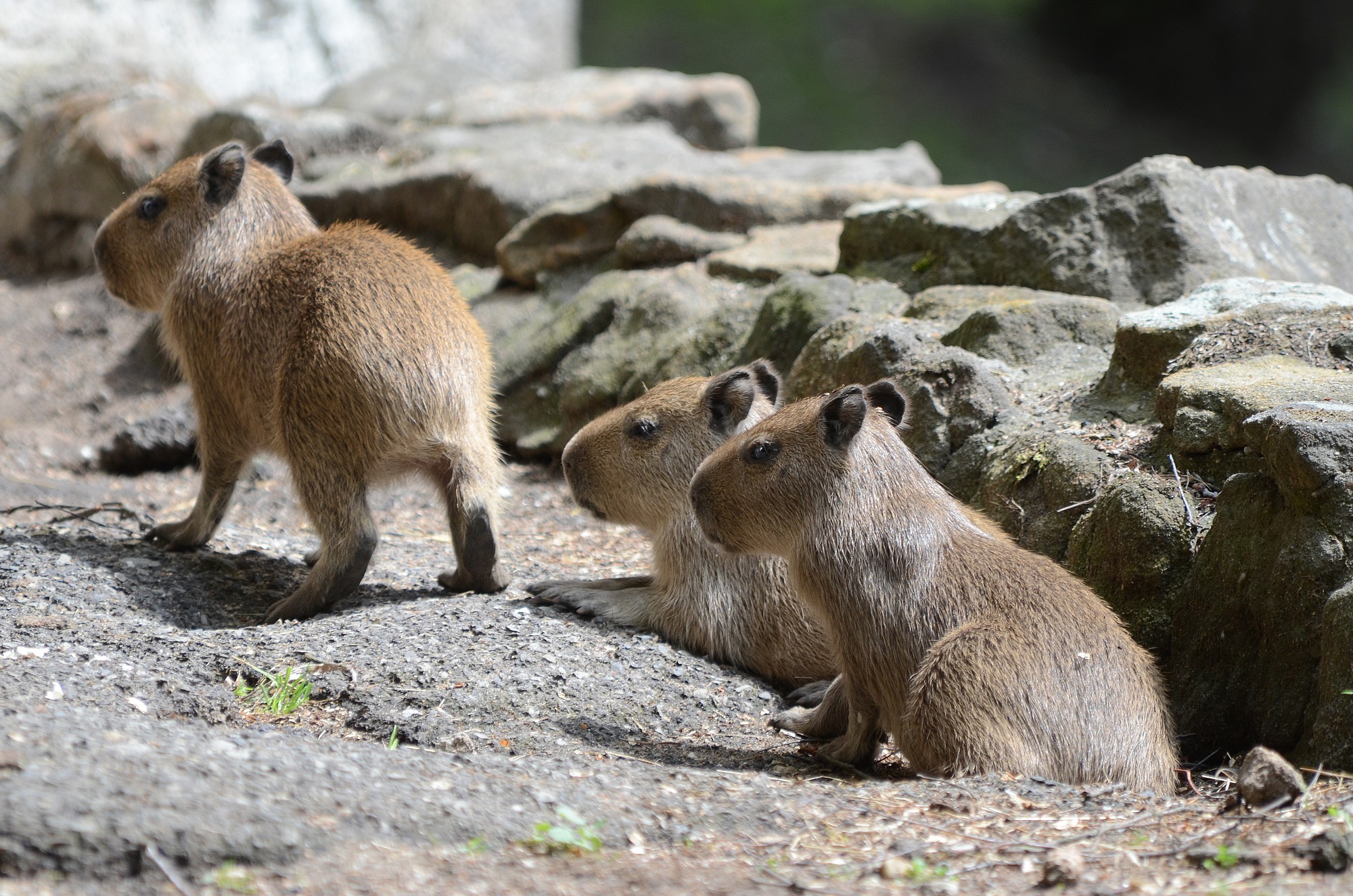 Trojnásobná radost v děčínské zoo: Máme trojčata kapybar vodních ...