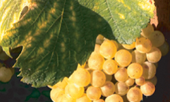 Jak probíhá Vinobraní v Šidlenách – Milotice, Kyjovské Slovácko