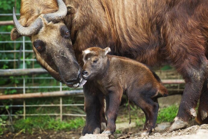 V pražské zoo se narodily stovky mláďat