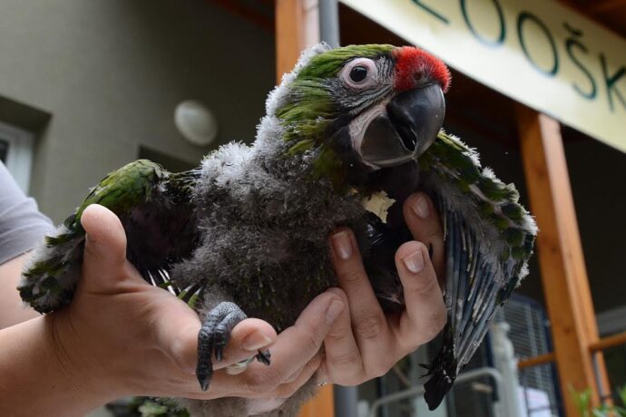 Ptačí babyboom v děčínské zoo