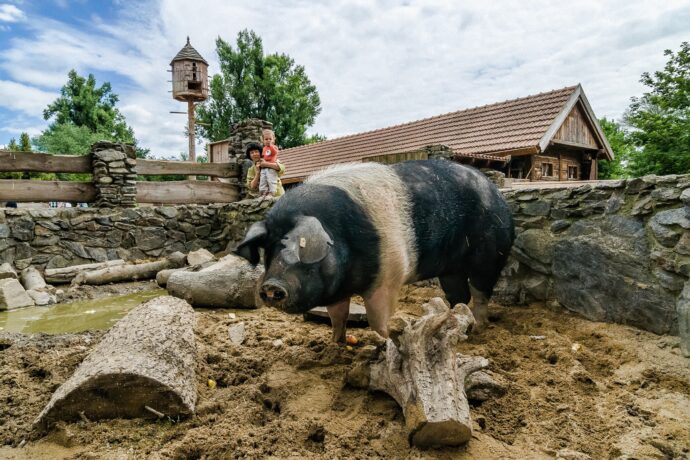 Zoo Praha ve světové špičce