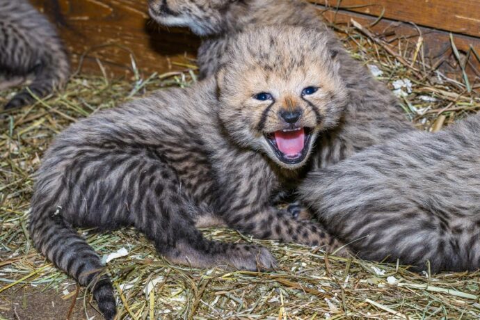 Pražské Zoo se letos podařilo rozmnožit rekordní počet druhů zvířat