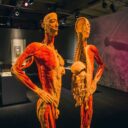 Výstava Body The Exhibition odhaluje největší tajemstvi fungování lidského těla