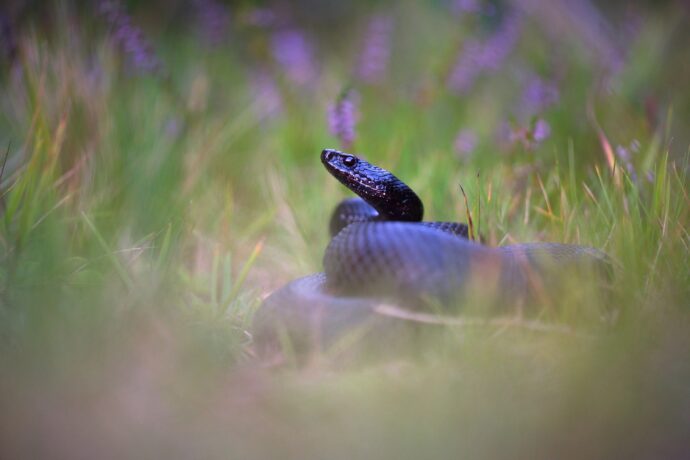 Vyhlášení nominací soutěže Czech Nature Photo 2019
