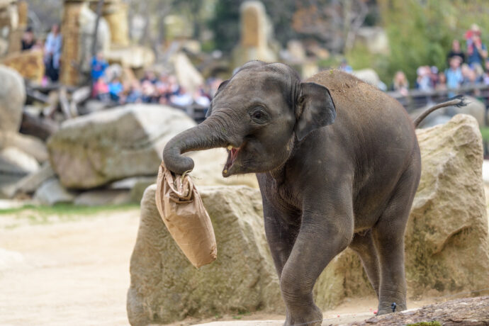 SLON MAX OSLAVIL V ZOO PRAHA TŘETÍ NAROZENINY