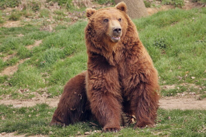 Zoo Děčín: Bruno je tu!