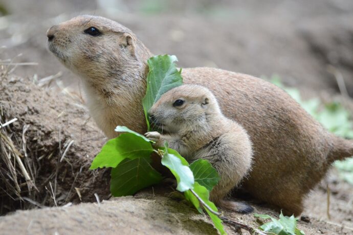 Zoo Děčín: Psouni prérioví mají mláďata!