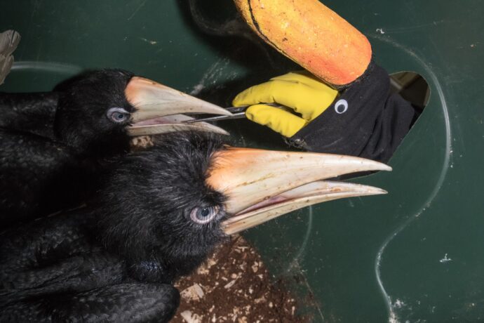 ZOO PRAHA ZVYŠUJE VLASTNÍ I EVROPSKÝ REKORD V ODCHOVU DVOJZOBOROŽCŮ NOSOROŽČÍCH