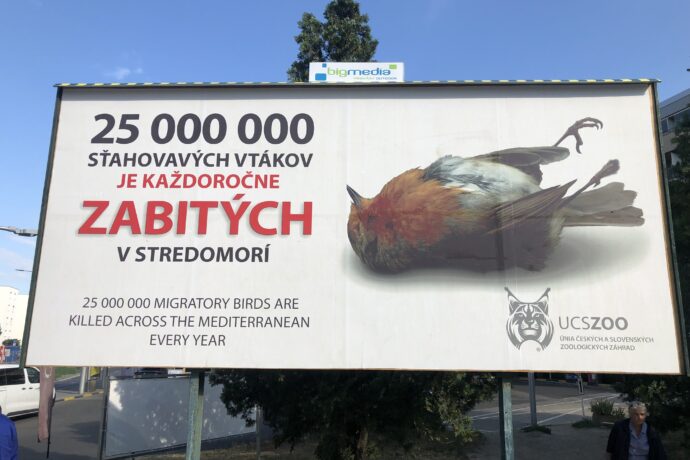 České a slovenské zoo společně proti masakrům tažných ptáků ve Středomoří