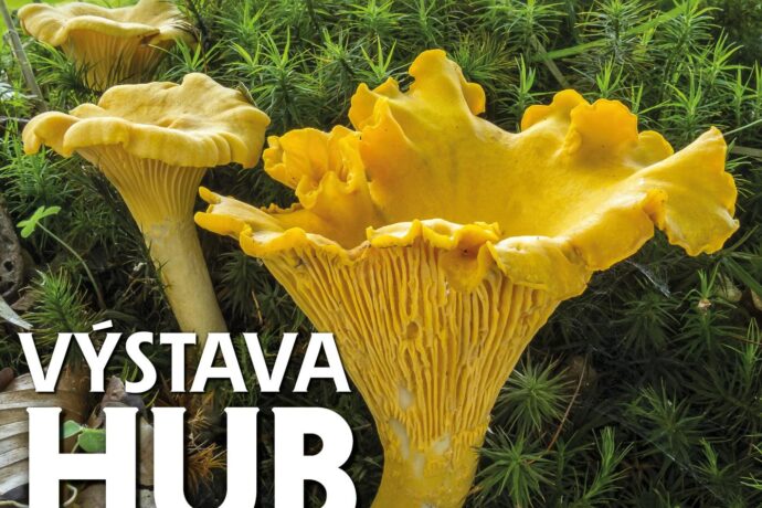 Výstava hub v Jihočeském muzeu