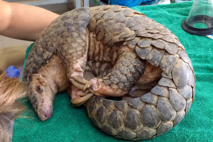 V laoském Pangoláriu, které bylo vybudováno za pomoci Zoo Praha, se zotavuje první zachráněný luskoun
