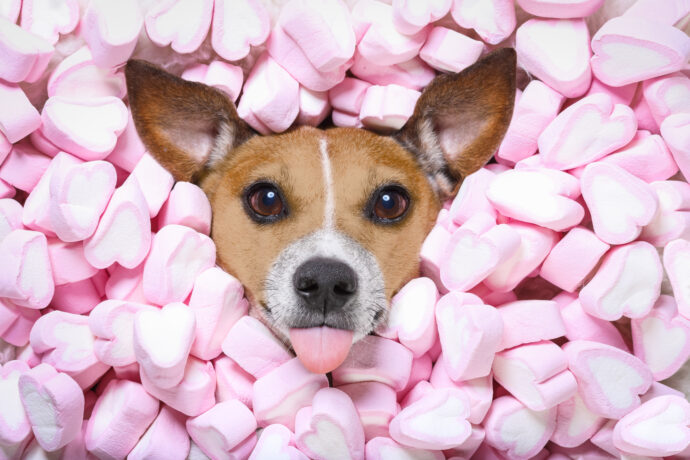 Akce roku pro chovatele zvířat: Jubilejní FOR PETS bude plný novinek i zábavy