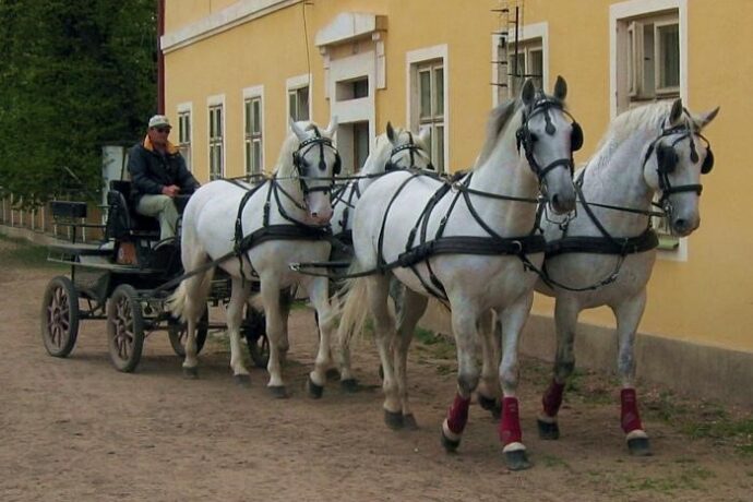 Kladruby: Koně, kam se podíváš!