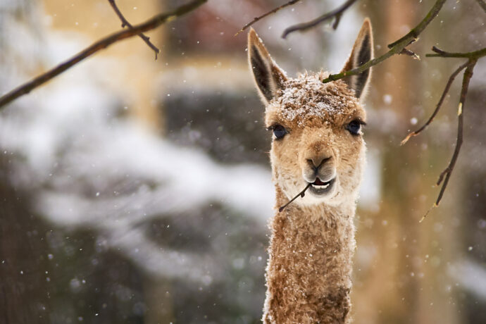 Do zoo nemůžu, ale ono to přijde a zase to půjde