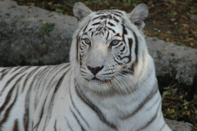 Podpořte české zoologické zahrady svou návštěvou