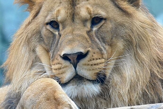 Do Zoo Liberec celé léto také s průvodcem