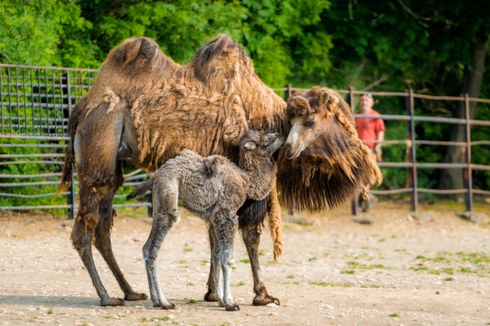 Jarní Zoo Praha je plná mláďat. Tučňáci, vzácná selata i v přírodě vyhynulí bažanti