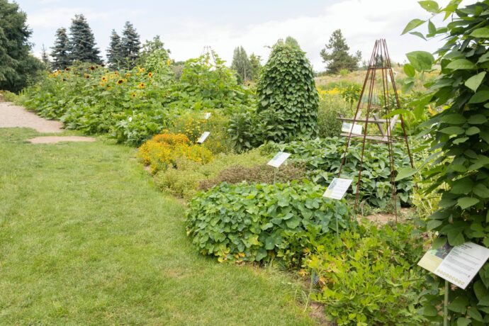 V botanické zahradě v Troji můžete poznat tradiční i netradiční plodiny Nového světa