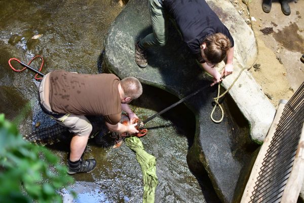 Jihlavský Krokodýl Dundee. Rozhovor s ředitelem Zoo Jihlava