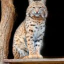 Zoopark Olovnice je kouzelné místo pro malé i velké