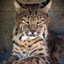 Zoopark Olovnice je kouzelné místo pro malé i velké