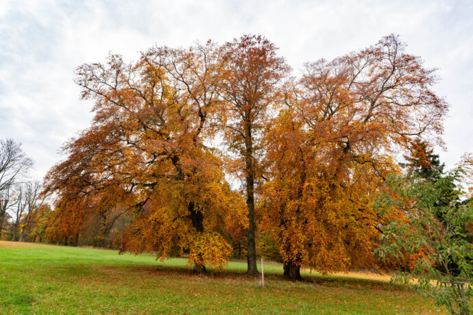 Petrohradský park – od zapomenuté pastviny k moderní turistické atrakci Podbořanska