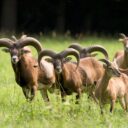 Výlet za bílými jeleny, dravci a dalšími zvířaty do Obory Žleby